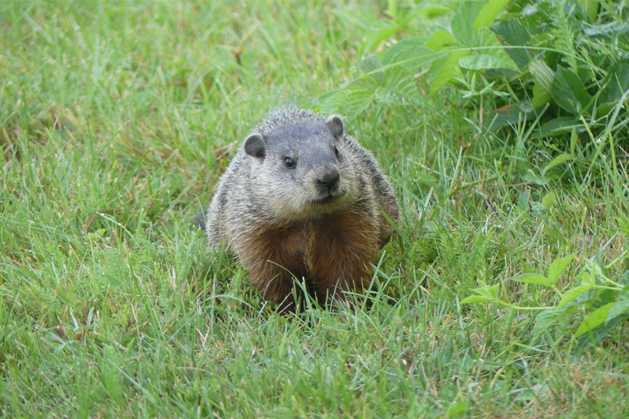 woodchuck